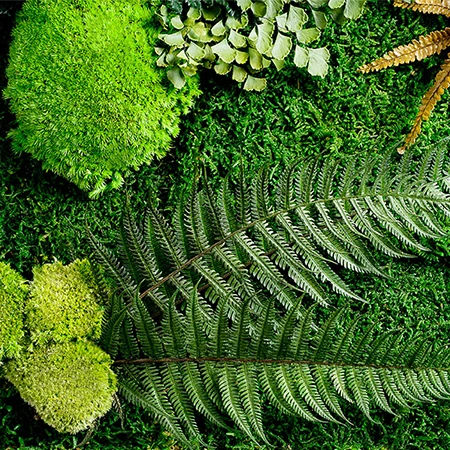 Textur von konserviertem Forest Moss